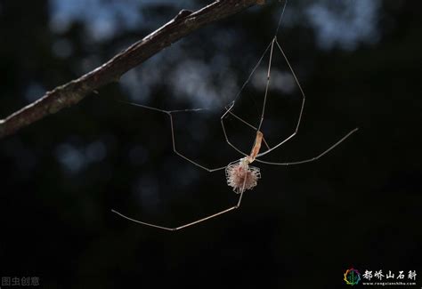 家中 小蜘蛛|8种常见的家蜘蛛：无害还是有害？